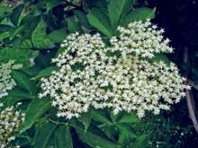 Holunderblüten Saft